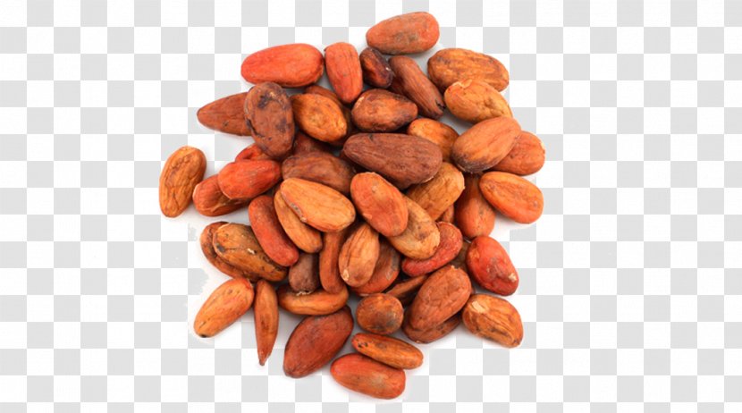 Nut Cocoa Bean Theobroma Cacao Solids Food - Nuts Seeds - Dietary Fiber Transparent PNG