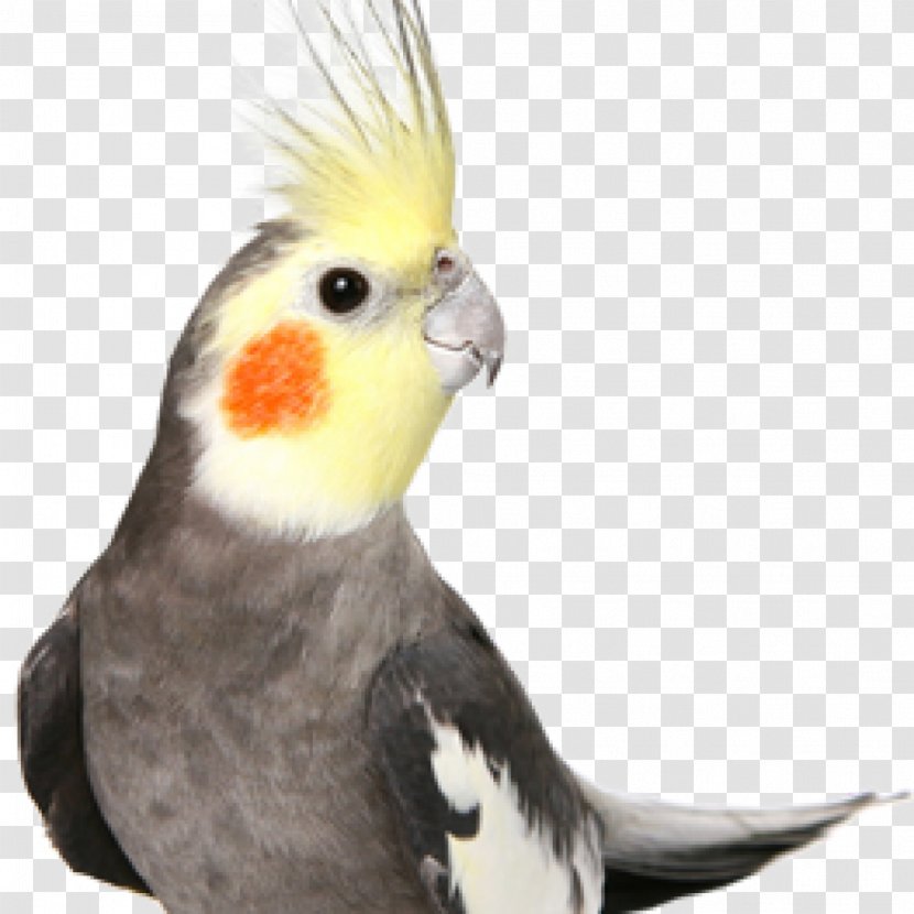 Cockatiel Lovebird Zebra Finch Budgerigar - Bird Transparent PNG