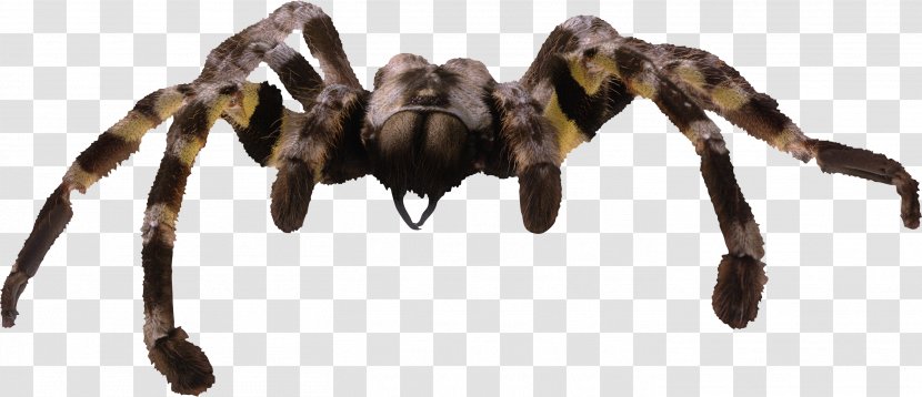 Spider Silk Tarantula Web Clip Art - Animal Figure Transparent PNG
