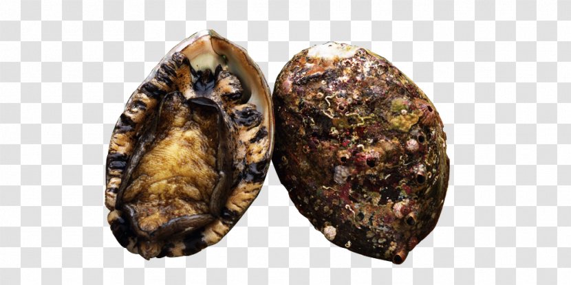 Clam Mussel Sea Cucumber As Food Oyster Abalone - Clamshell Transparent PNG