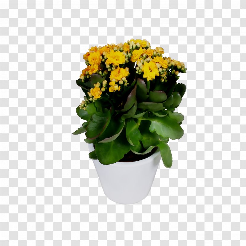 Cut Flowers Flowerpot Yellow Houseplant Annual Plant - Primrose Transparent PNG