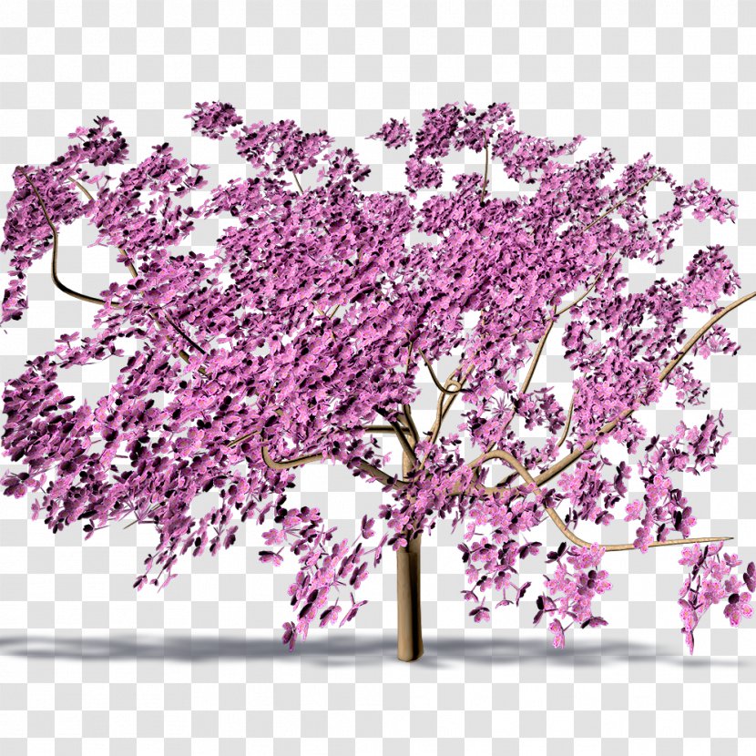 Cherry Blossom ST.AU.150 MIN.V.UNC.NR AD - Purple Transparent PNG