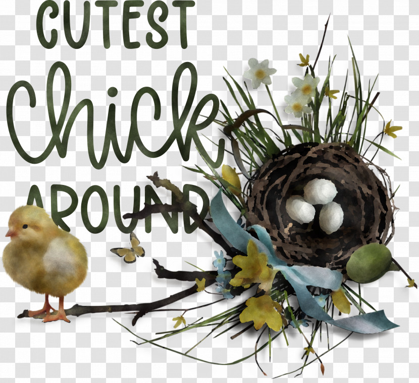 Happy Easter Easter Day Cutest Chick Around Transparent PNG