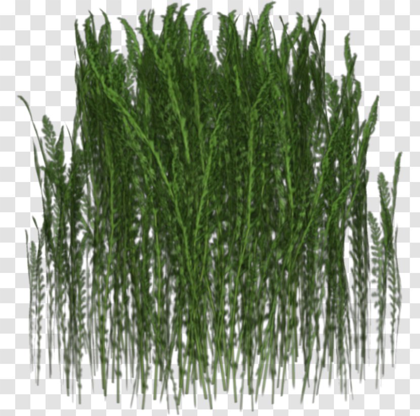 Grass Clip Art - Evergreen - Dense Bushes Transparent PNG