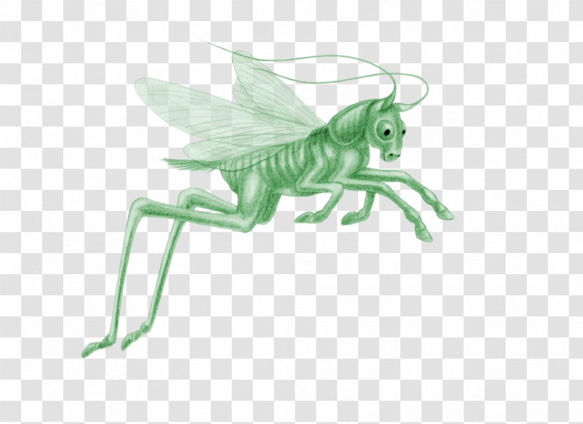 Cricket Insect Pollinator - Mythical Creature Transparent PNG