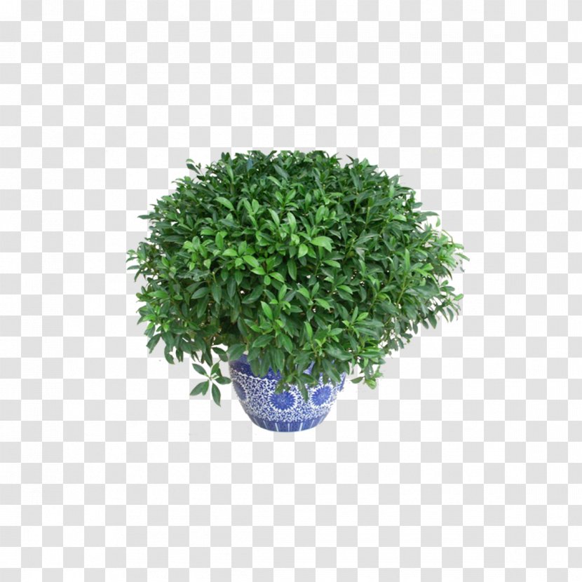 Grow Light Flowerpot Houseplant Bonsai - Green Leaves Potted Transparent PNG