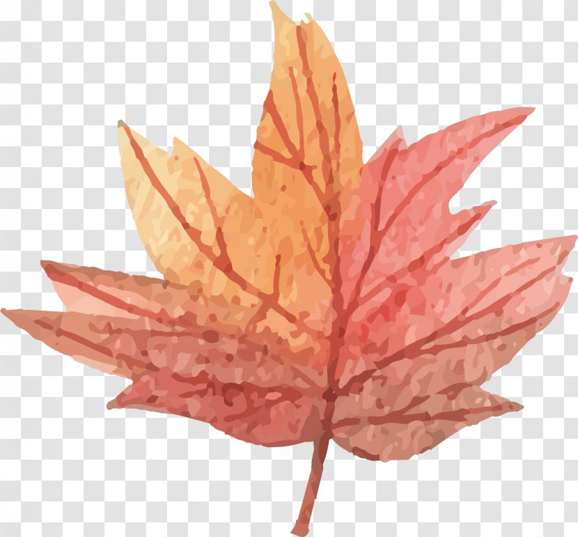 Maple Leaf - Vector Transparent PNG