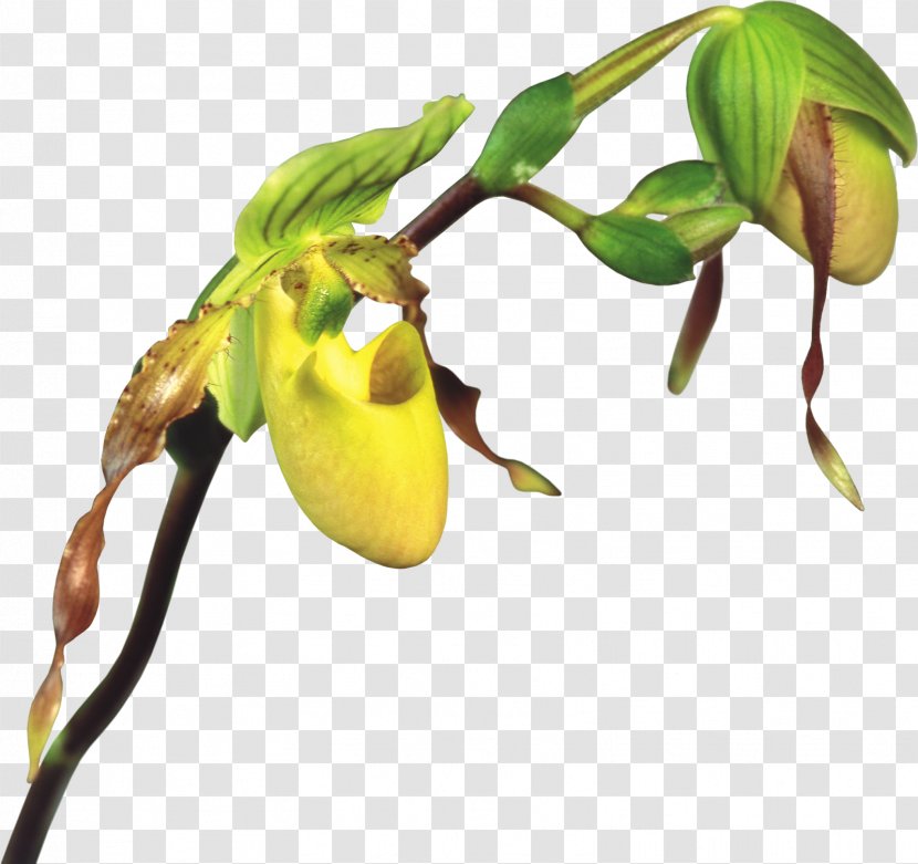 Clip Art - Lady S Slipper Orchids Transparent PNG