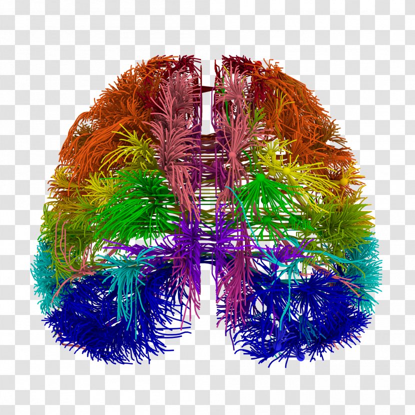 Blue Brain Project Wiring Diagram Connectome - Neuroscience - Neuron Transparent PNG