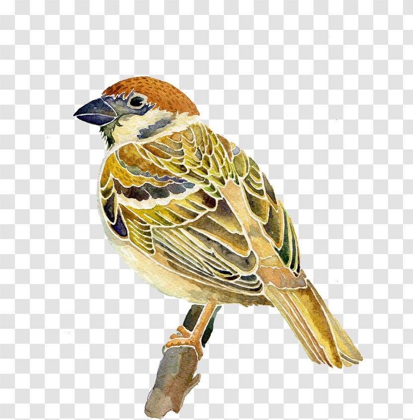 Sparrow - Finch - Shikigami Transparent PNG