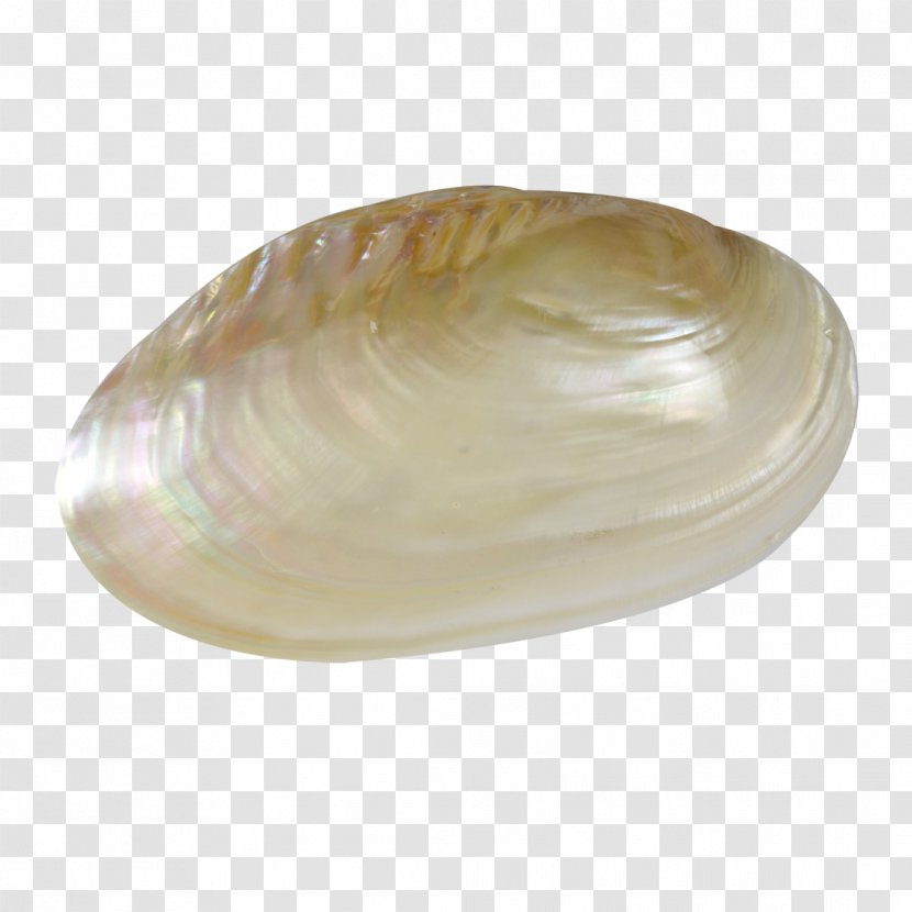 Clam Oyster Seashell Mussel Veneroida - Mollusc Shell - PEARL SHELL Transparent PNG