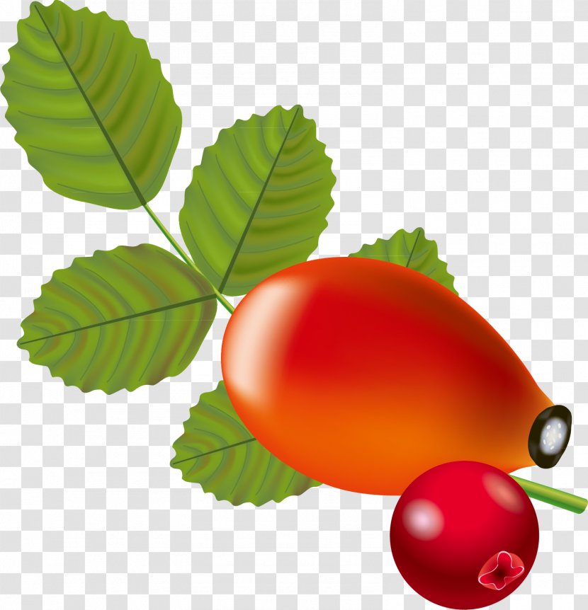 Rose Hip Berry Auglis Clip Art - Leaf - Material Of Avocado Transparent PNG