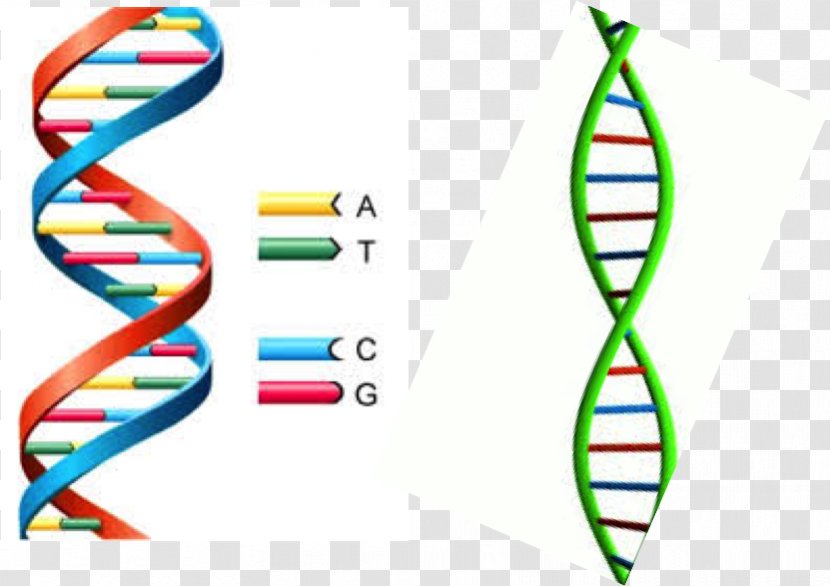 The Double Helix: A Personal Account Of Discovery Structure DNA Nucleic Acid Helix Adenine - Frame Transparent PNG