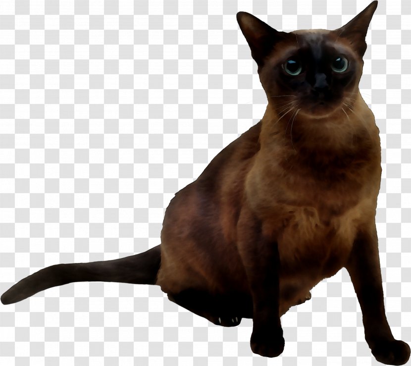 Siamese Cat Tonkinese Domestic Short-haired Mumbai Whiskers - Havana Brown - Myanmar Transparent PNG