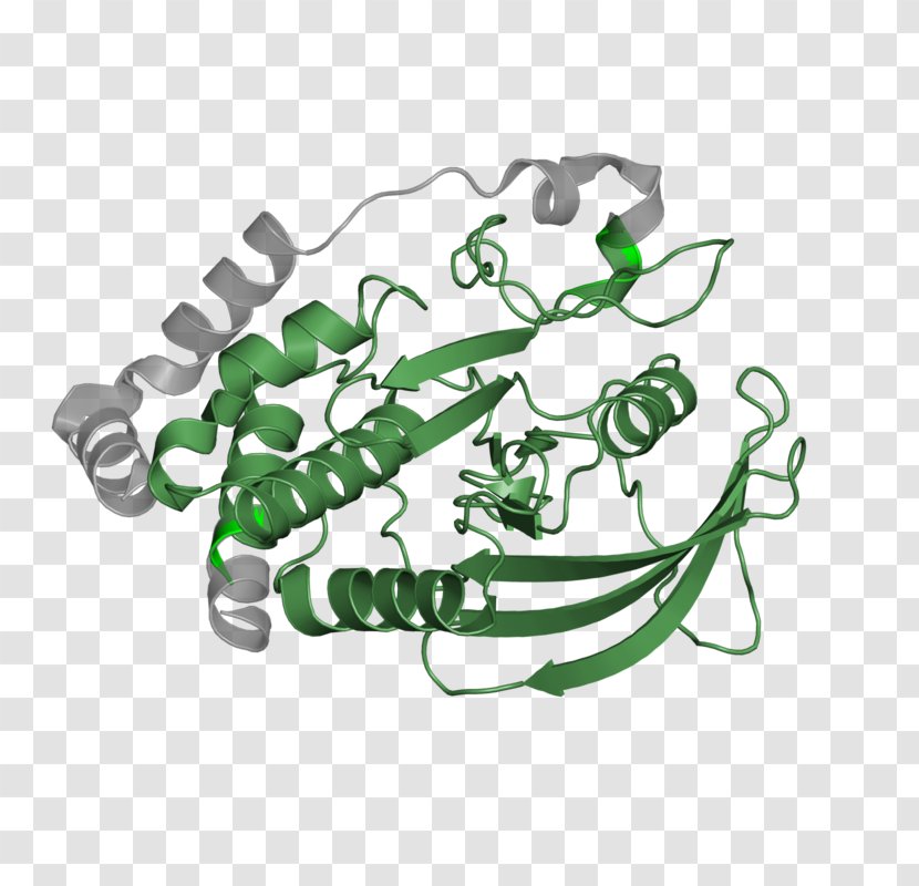 Clip Art - Organism - Design Transparent PNG