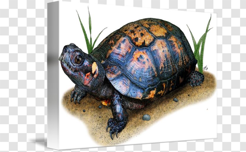 Box Turtles Bog Turtle Drawing - Terrestrial Animal Transparent PNG