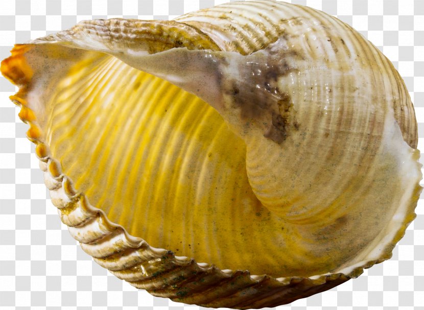 Seashell Gastropod Shell Snail Conch - Free Download Transparent PNG