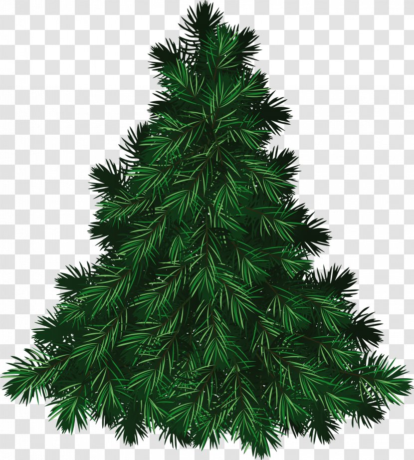 The Fir-Tree Pine Balsam Fir Cedar Little Tree - Evergreen - Green Fir-tree Image Transparent PNG