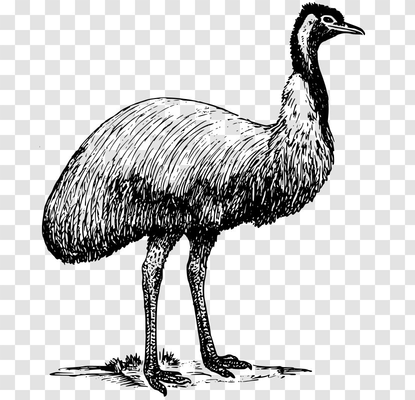 Common Ostrich Bird Emu Clip Art - Water Transparent PNG