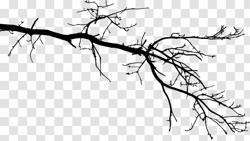 Branch Tree Drawing Twig Leaf - Flower Transparent PNG