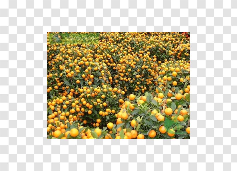 Spondias Tuberosa Orange Sowing Citrus Grafting - Calendula - Garden Centre Transparent PNG