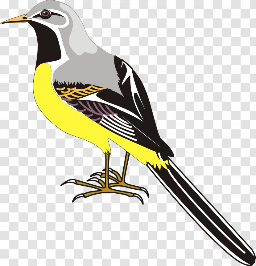 Bird Flight Drawing Clip Art - Painting Transparent PNG