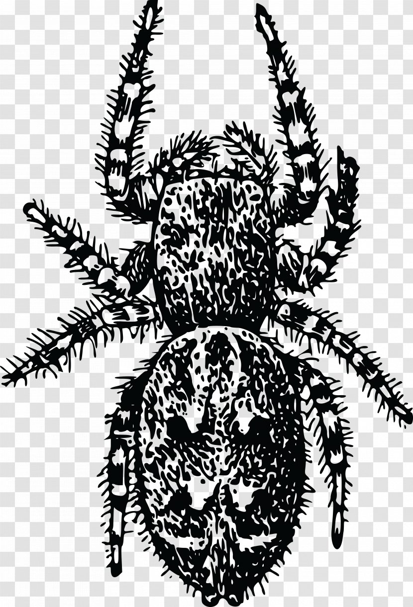 European Garden Spider Arthropod Beetle Clip Art - Yellow Transparent PNG