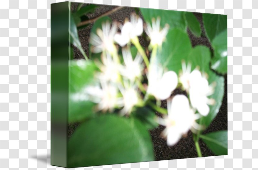 Petal Leaf Flowering Plant - Amy Adams Transparent PNG