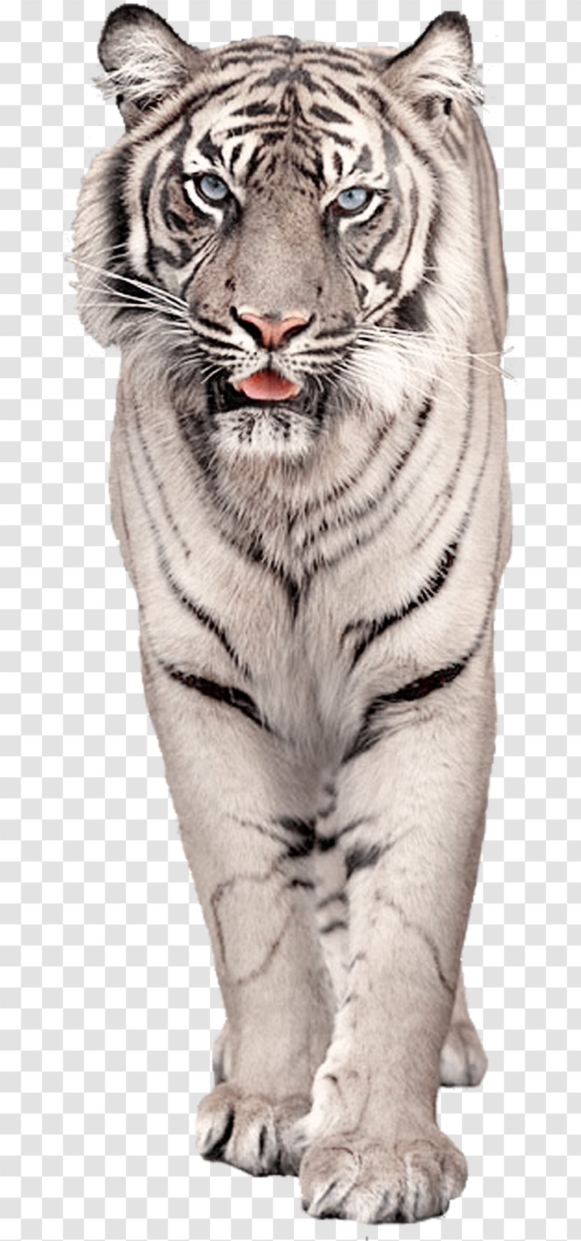 White Tiger Cat Clip Art - Cartoon Transparent PNG