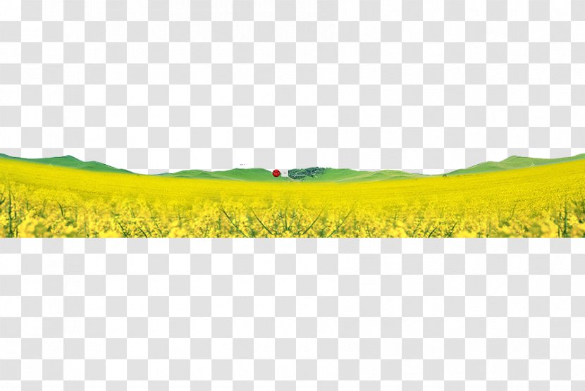 Yellow Google Images - Lavender - Beautiful Field Transparent PNG