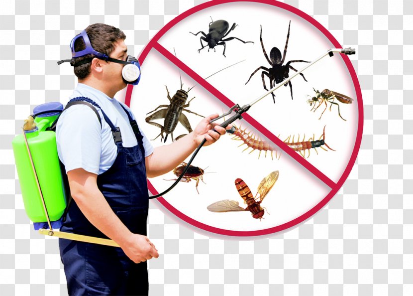 Mosquito Cockroach Pest Control Fumigation - Car Service Transparent PNG
