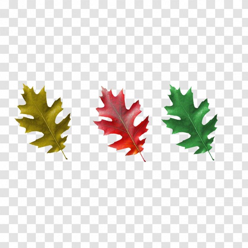 Maple Leaf - Leaves-fall Transparent PNG