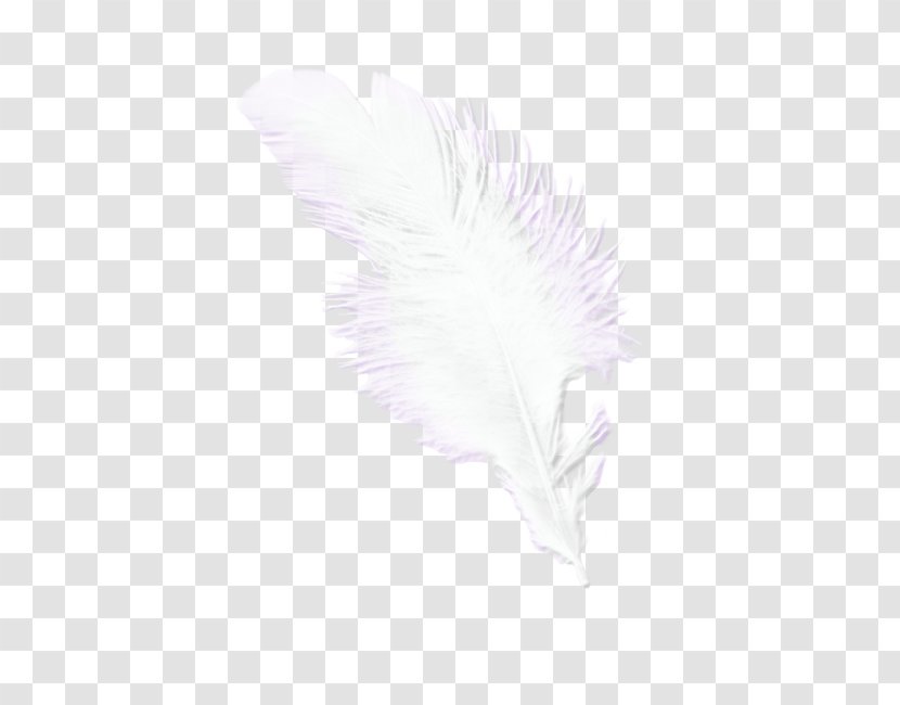 Feather Pattern - Wing Transparent PNG