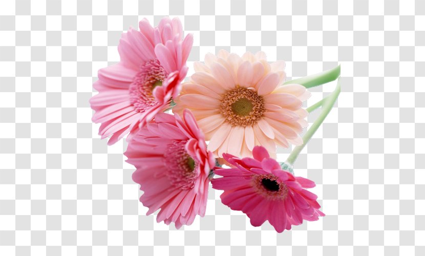 Desktop Wallpaper Cut Flowers Transvaal Daisy Deity America - Petal - Flower Transparent PNG