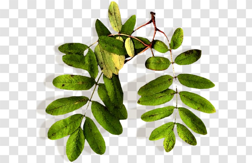 Leaf Rowan Tree Plant Stem Herbalism Transparent PNG