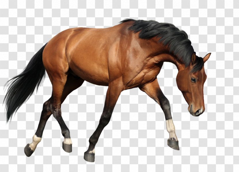 Mustang Wild Horse Pony Icon - Rein Transparent PNG