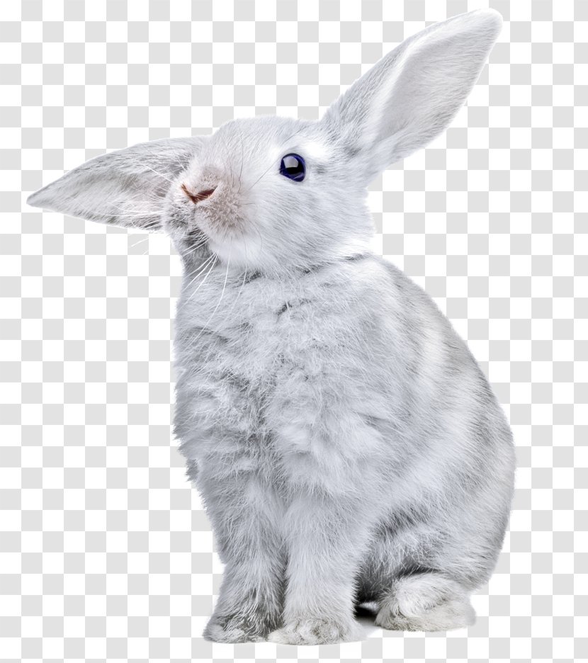 Rabbit Image Clip Art Transparency - Resolution Transparent PNG