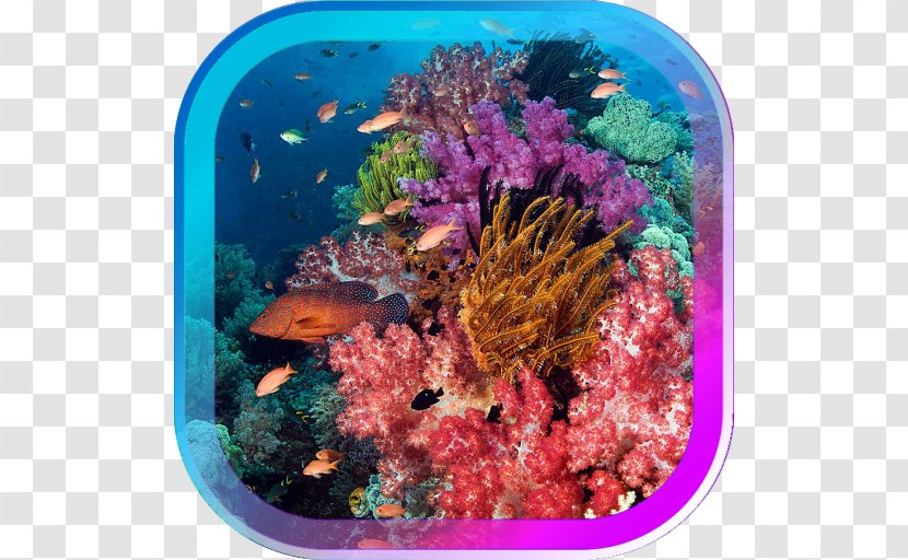 Bunaken World Ocean Coral Reef Underwater Scuba Diving - Organism - Sea Transparent PNG