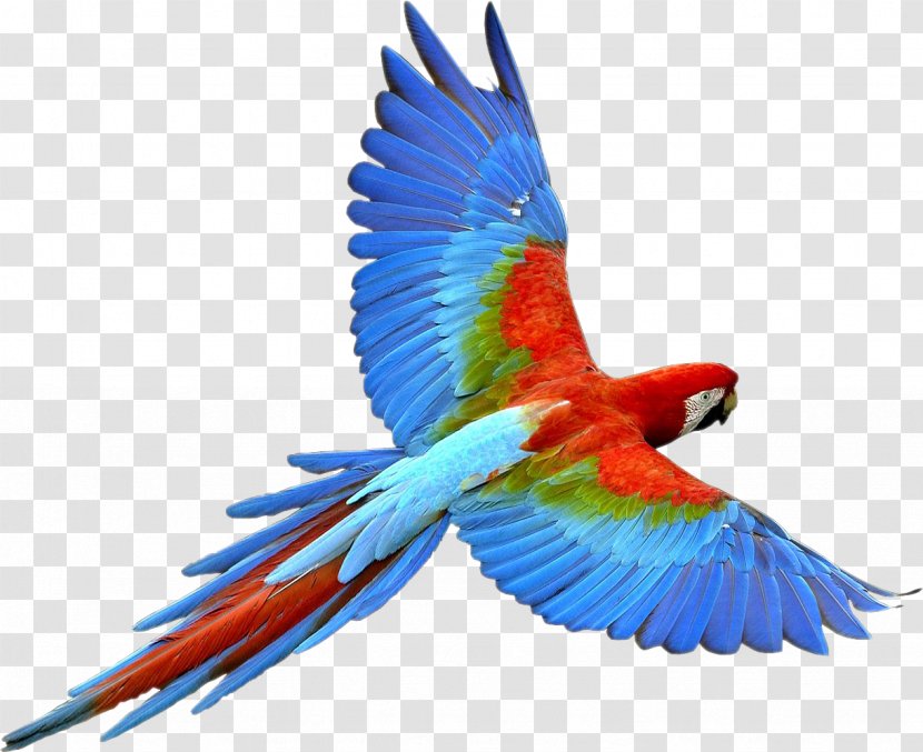 Parrot Bird Flight - Vertebrate Transparent PNG