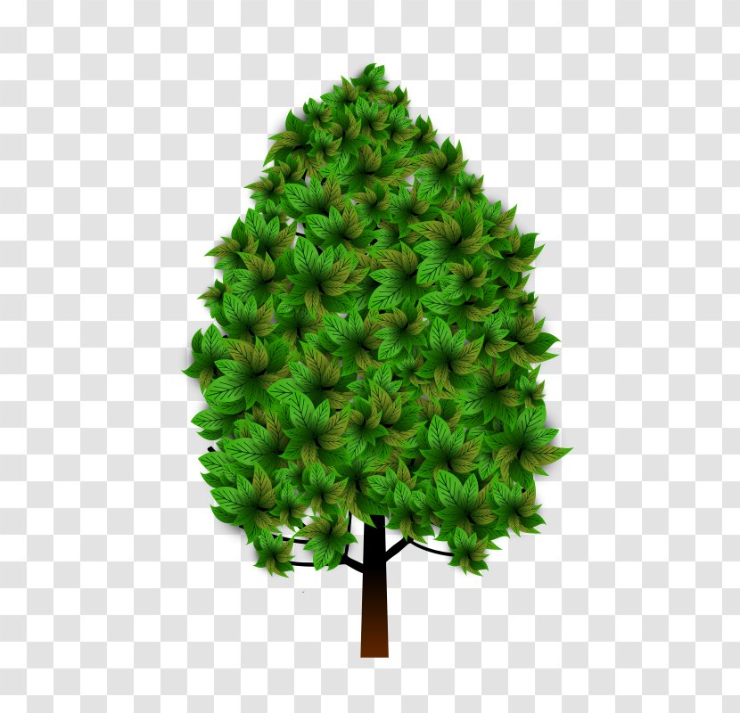 Spruce Pine Fir Larch Branch - Christmas Tree Transparent PNG