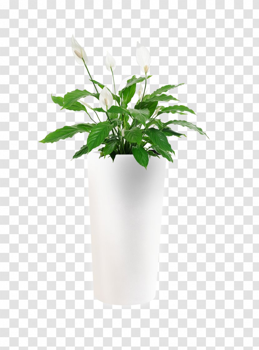 Houseplant Flower Spathiphyllum Wallisii Indoor Air Quality - Pot Transparent PNG