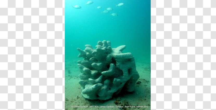 Coral Reef Stony Corals 3D Printing - Great Barrier - Living Room Top View Transparent PNG