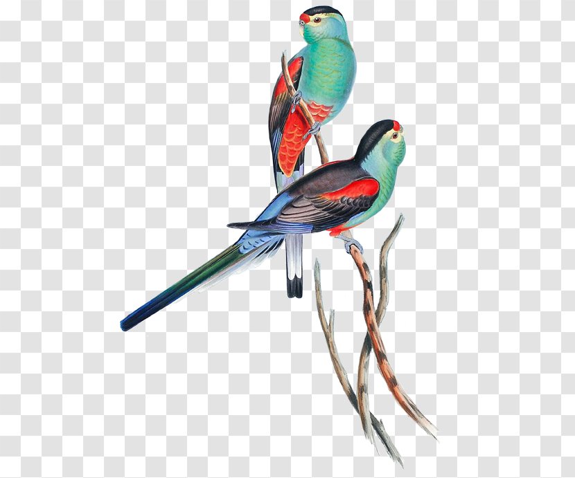 Paradise Parrot The Birds Of Australia Parakeet - Art Transparent PNG