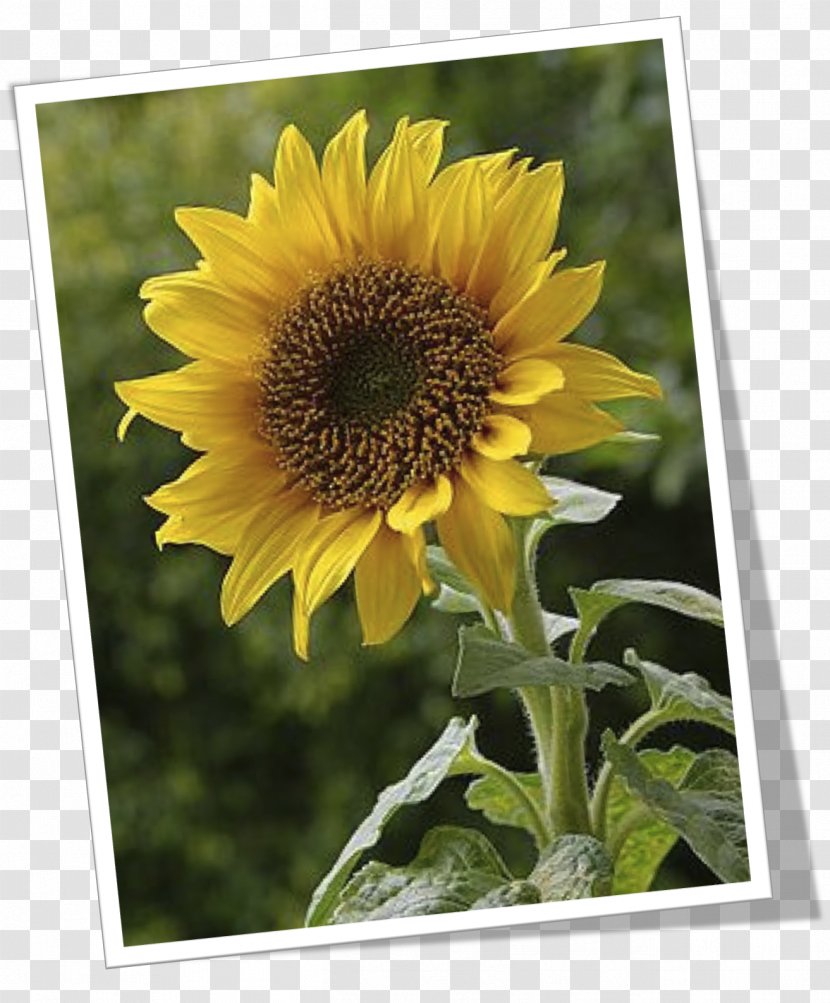 Common Sunflower Daisy Family Seed - Plant - Flower Transparent PNG