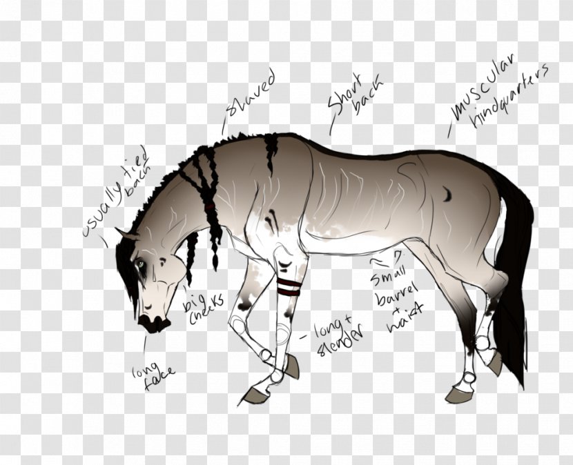 Mule Mustang Stallion Mane Halter - Neck Transparent PNG