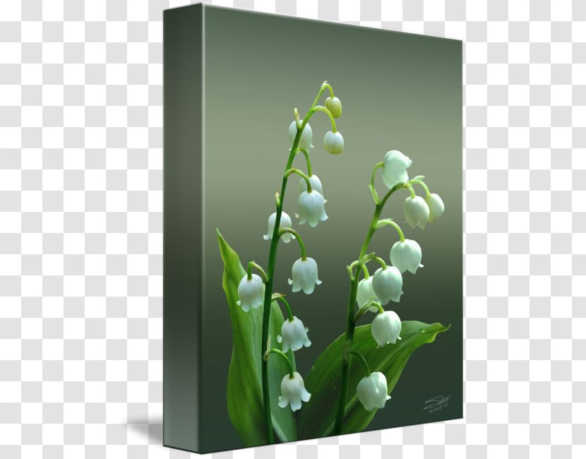 Lily Of The Valley Lilium Plant Stem Botanical Illustration Painting - Art Transparent PNG