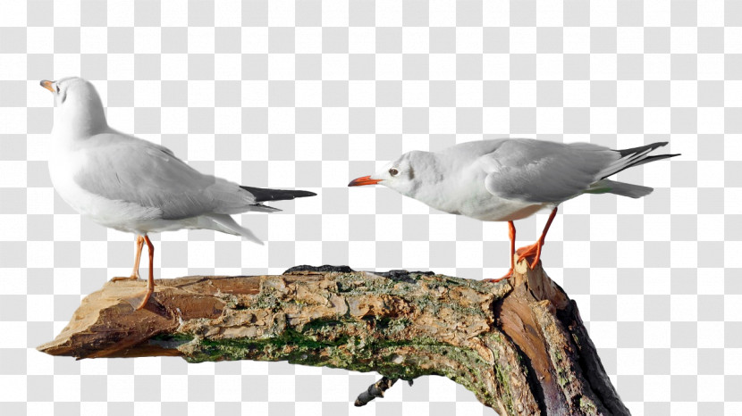 European Herring Gull Gull Birds Wader Beak Transparent PNG