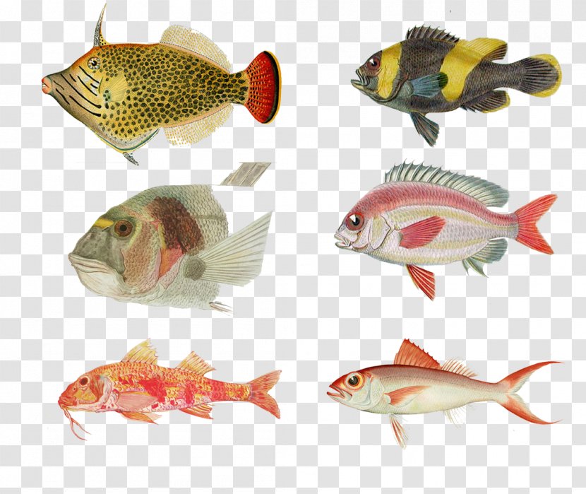 Freshwater Fish Fishing - Organism - Profile Painted Transparent PNG