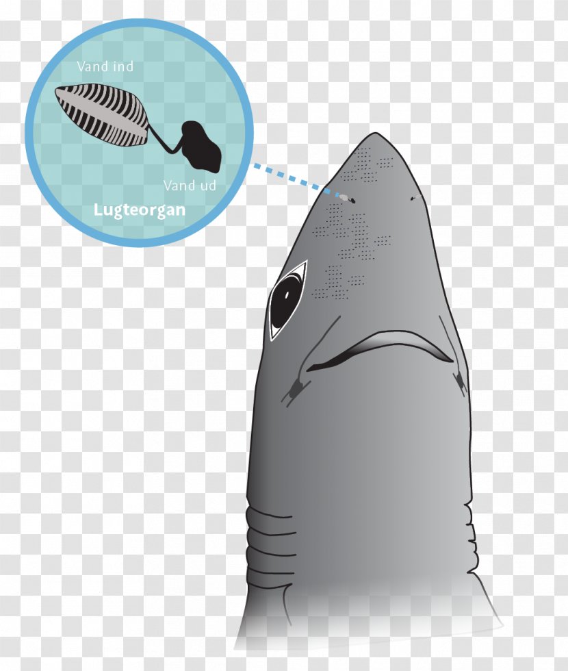 Shark Sense Odor Olfaction Nose - Water Transparent PNG