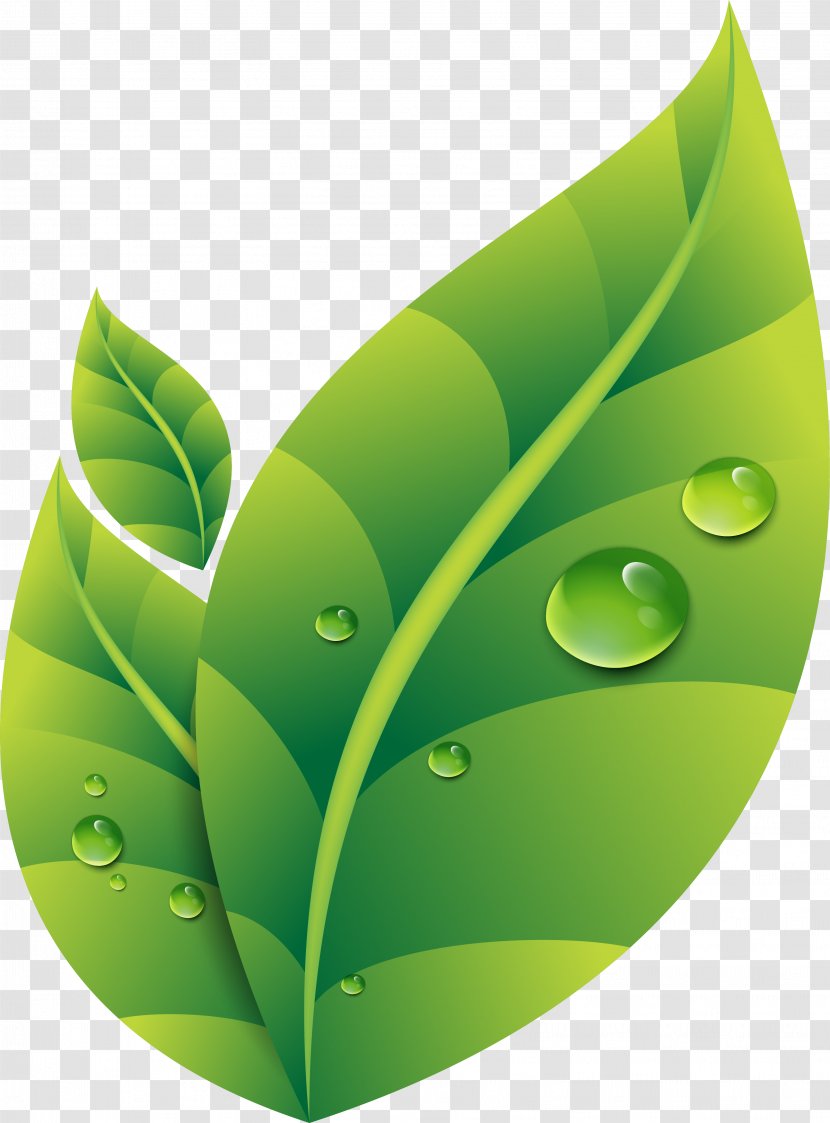 Green - Leaves Transparent PNG